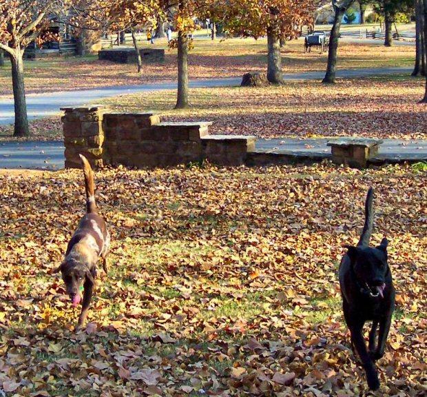 "Battlefield Detectives" Bonnie & Clyde, patroling the grounds, to insure that no rampaging squirrels, disturb historic artifacts, while attempting to bury acorns !