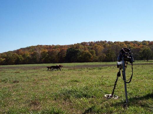 Ponies reclaim the field at the end of the hunt.