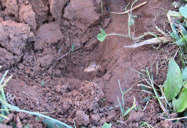 Ten thousand bullets later, when that lowly 3-ringer peeks out of the soil, it is absolutely still a thrill ! 