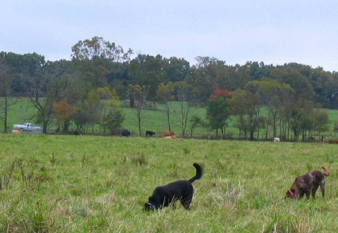 Any Hawks depending on this field for a living, are gonna starve, cause there are not any field mice or rabbits left ! 