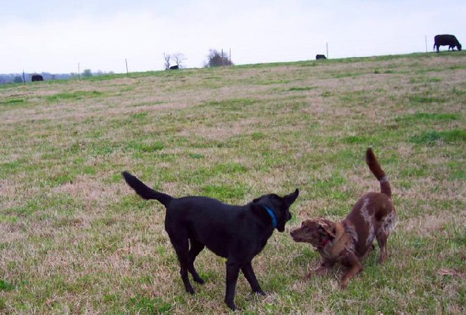 Yankee Camp Diggin Dogs, Bonnie & Clyde 