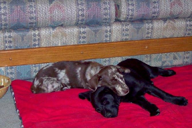Young "Relic Hounds" Dreaming of an untouched Camp and Beef Jerky for the Hunt !